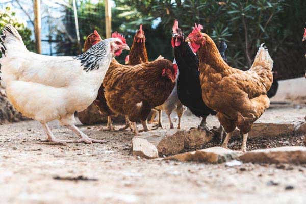 نشانه های مرغ تخمگذار بومی جوان - سپید طیور